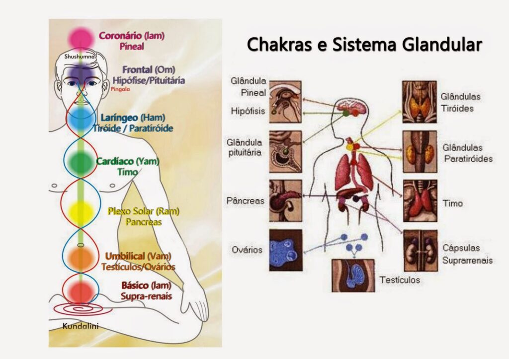 Chakras e Glândulas Endócrinas