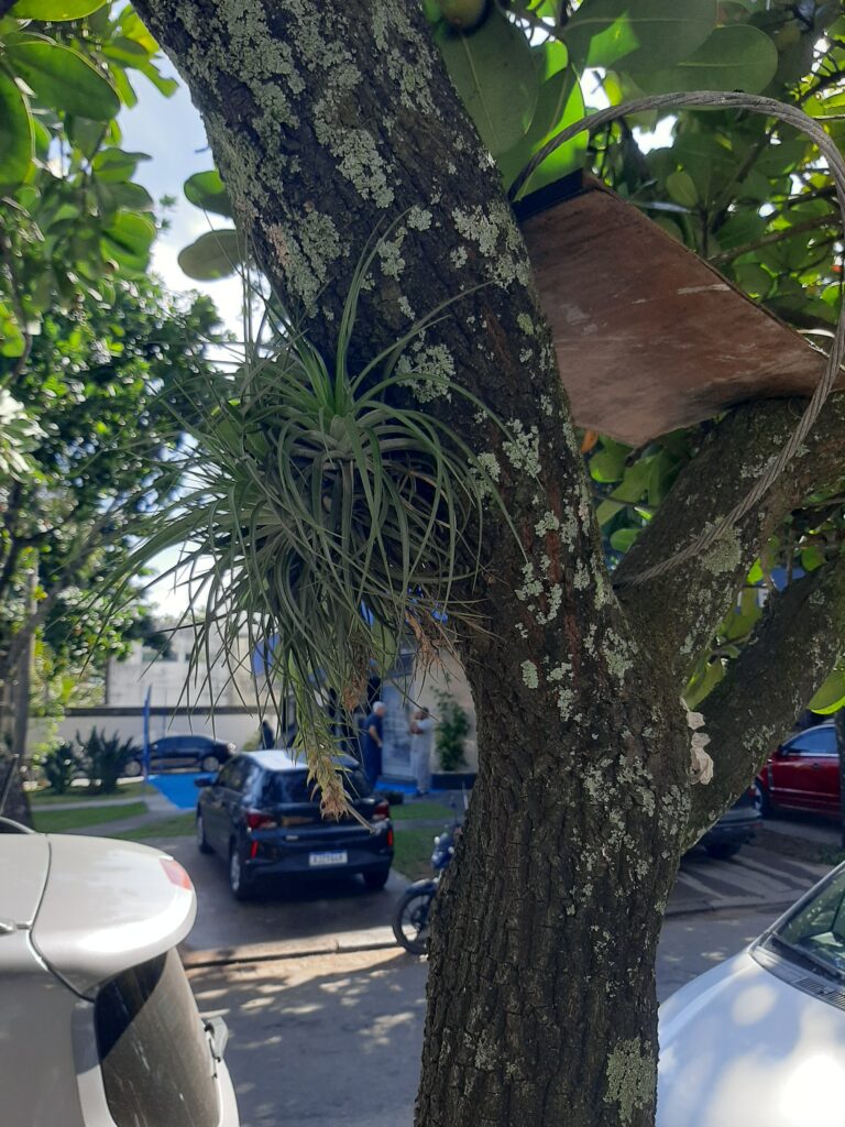 A Tillandsia utiliza a árvore apenas como suporte, absorvendo água e nutrientes diretamente do ar.
